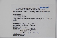 雲南冬青藏品圖，第2張