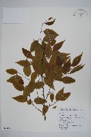 阿里山千金榆藏品圖，第1張