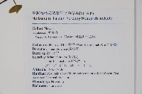 阿里山千金榆藏品圖，第2張