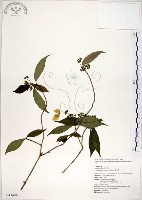 華八仙藏品圖，第1張