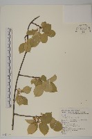 光果南蛇藤藏品圖，第1張