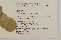 光果南蛇藤藏品圖，第2張