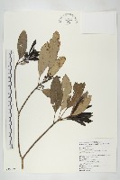 耿氏虎皮楠藏品圖，第1張