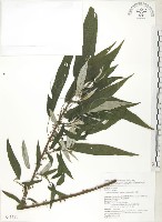 水麻藏品圖，第1張