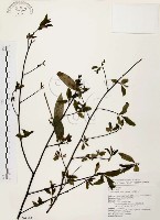 山胡椒藏品圖，第1張