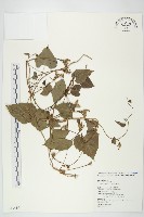 紅花野牽牛藏品圖，第1張