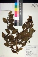 苦林盤藏品圖，第1張