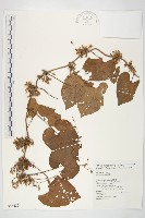 登錄號:S043422藏品圖，第1張