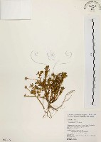 毛馬齒莧藏品圖，第1張