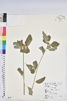 猩猩草藏品圖，第1張