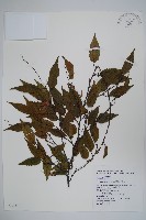 阿里山千金榆藏品圖，第1張