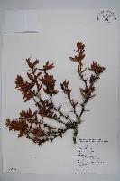 登錄號:S043438藏品圖，第1張