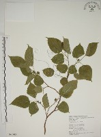 小桑樹藏品圖，第1張