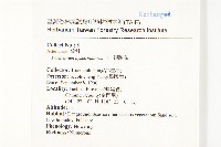 銀膠菊藏品圖，第2張