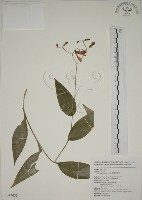 臺灣油點草藏品圖，第1張