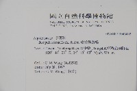 密毛假黃楊藏品圖，第2張