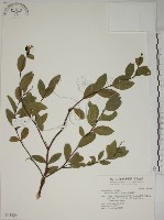 南嶺蕘花藏品圖，第1張