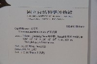 呂宋莢迷藏品圖，第2張