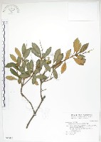 石吊蘭、吊石苣苔藏品圖，第1張