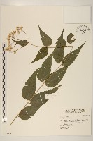 田代氏澤蘭藏品圖，第1張