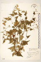 小蔓黃菀藏品圖，第1張