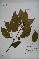 朱紅水木藏品圖，第1張