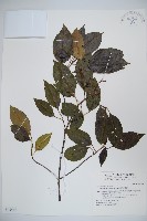 高山莢迷藏品圖，第1張