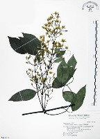 柱果鐵線蓮藏品圖，第1張