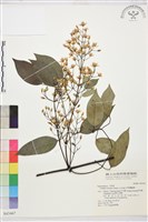 柱果鐵線蓮藏品圖，第2張