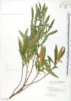 車桑子藏品圖，第1張