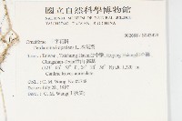 水花菜藏品圖，第2張