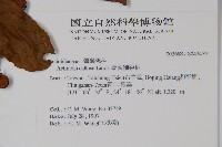 硬齒獼猴桃藏品圖，第2張