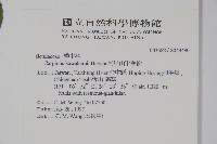 阿里山千金榆藏品圖，第2張