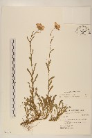 法國菊藏品圖，第1張