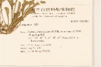 法國菊藏品圖，第2張