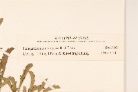 法國菊藏品圖，第3張