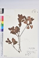 金毛杜鵑藏品圖，第1張