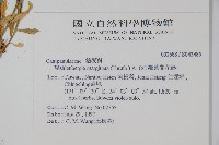 細葉蘭花參藏品圖，第2張