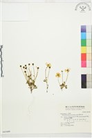 蓬萊毛茛藏品圖，第1張