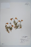 高山沙參藏品圖，第1張