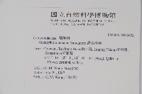 高山沙參藏品圖，第2張