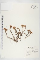 玉山佛甲草藏品圖，第1張