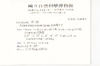 玉山佛甲草藏品圖，第2張
