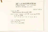 福山氏飛蓬藏品圖，第2張