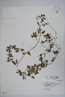 玉山山奶草藏品圖，第1張