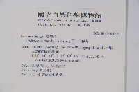 玉山山奶草藏品圖，第2張