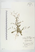 玉山筷子芥藏品圖，第1張