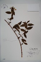 阿里山忍冬、漸尖葉忍冬藏品圖，第1張