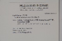 阿里山忍冬、漸尖葉忍冬藏品圖，第2張