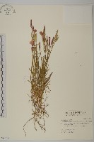 長萼瞿麥藏品圖，第1張